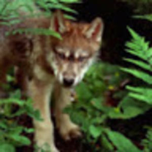 Meet your Posher, Izzy